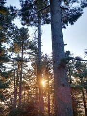 Yellow Sunset in Forest with tress © Ch