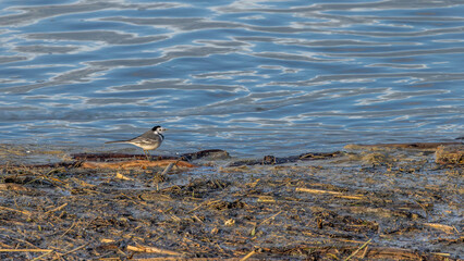 grey wagtail resting on a piece of driftwood on the banks of the Rhône river