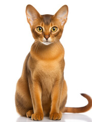 Abyssinian Cat Studio Shot Isolated on Clear Background