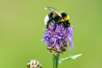 Hellgelbe Erdhummel oder Helle Erdhummel (Bombus lucorum) © Karin Jähne