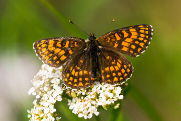 Wachtelweizen-Scheckenfalter (Melitaea athalia)