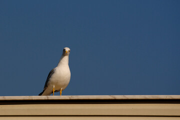 seagull on the roof