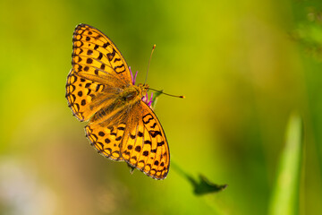 Feuriger Perlmuttfalter ( Fabriciana adippe )	