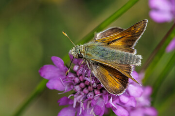 Schwarzkolbiger Braun-Dickkopffalter (Thymelicus lineola)