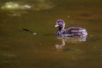 Zwergtaucher (Tachybaptus ruficollis) Jungvogel, Küken