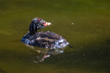 Zwergtaucher (Tachybaptus ruficollis) Jungvogel, Küken