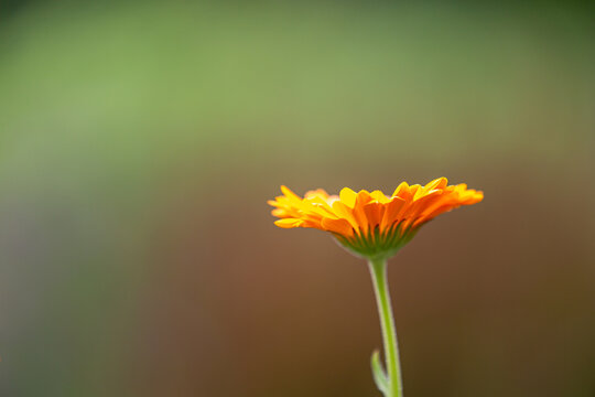 Close-up of a blooming orange marigold blossom icalendula) with blurry background