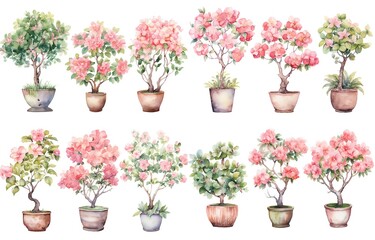 watercolor style illustration of various type blossoming pink flower pot azalea and hibiscus  summer and spring, collection set isolated on white background, Generative Ai