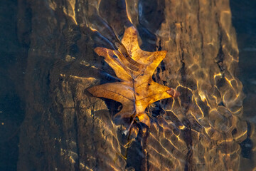 autumn leaves on the water