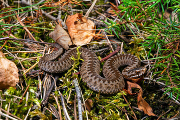 junge Kreuzotter // juvenile Common Adder (Vipera berus) 