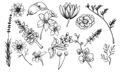 spring flowers plant handdrawn collection
