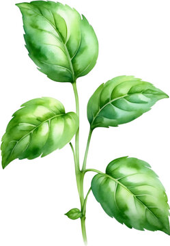 Watercolor paintings of basil and flowers. 