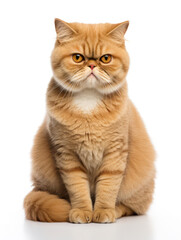 Exotic Shorthair Cat Studio Shot Isolated on Clear Background