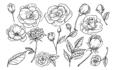 roses botany handdrawn collection