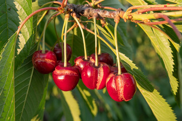 Branch with rotten cracked red cherries into the frame. © Tamara