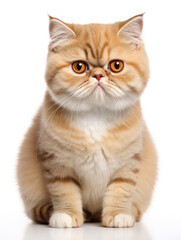 Exotic Shorthair Cat Studio Shot Isolated on Clear Background