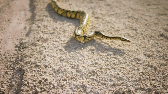 Closeup to the camera in the middle of nature through the sand the amazing snake raises its head up and stop moving