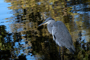 Gray heron (Ardea cinerea) reflected in the water of a river in autumn