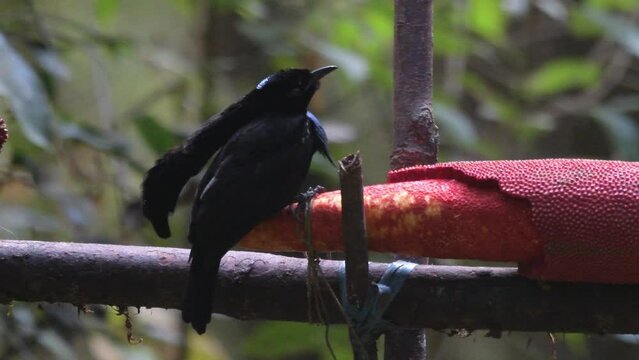 Vogelkop Lophorina or Lophorina niedda is a bird of paradise seen in West Papua