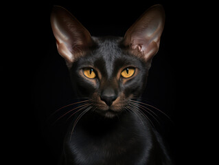 Oriental Shorthair Cat Studio Shot Isolated on Clear Background