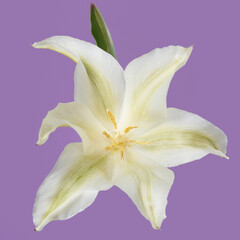 Fototapeta na wymiar Flower white lily isolated on lilac background.
