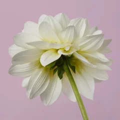 Poster White dahlia flower isolated on light pink background. © ksi