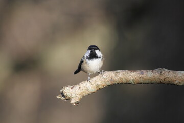 Obraz na płótnie Canvas coal tit (Periparus ater) UK woodland in late Autumn