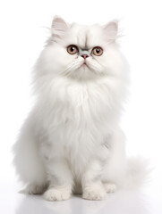 Fototapeta premium Persian Cat Studio Shot Isolated on Clear Background