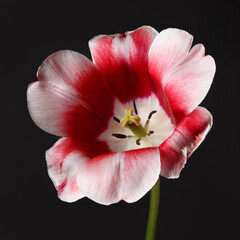 Red-white tulip flower isolated on black background.