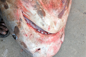 Every year fishermen catch sharks while fishing in the sea. Fishermen sell sharks at local markets. By doing this, sharks are disappearing from the sea.shark in local market.