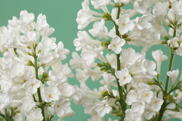 Bunch of lilac white color isolated on green background.