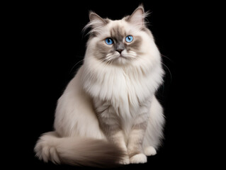 Ragdoll Cat Studio Shot Isolated on Clear Background