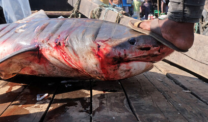 Every year fishermen catch sharks while fishing in the sea. Fishermen sell sharks at local markets....