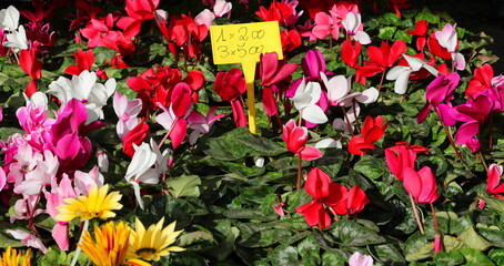 cyclamens and other flowers for sale in the open air flower market