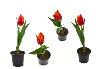 Tulip in a pot isolated on white background.