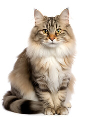 Fototapeta premium Siberian Cat Studio Shot Isolated on Clear Background