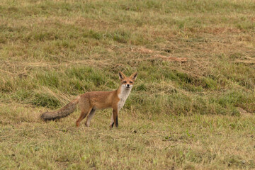 A brown fox on a green meadow