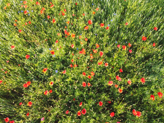 Fototapeta premium Red poppies on a wheat field on a sunny day, aerial view. Background.