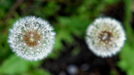 The photo showcases two dandelion seed heads with a backdrop of green foliage.