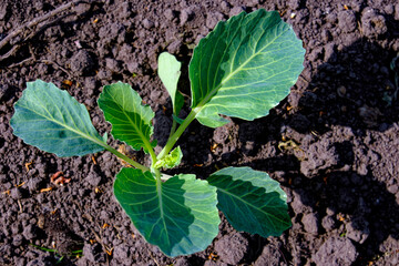 A young cabbage plant with three large leaves and a small bud.