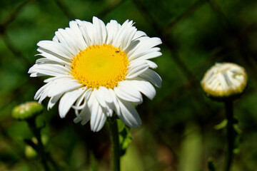 Fototapeta premium A white daisy with a yellow center and a blurred background.