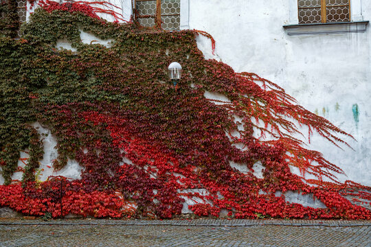This is a photo of a white wall with a red ivy plant growing on it.
