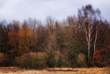 Obraz premium An autumn forest with bare trees and orange and brown leaves.