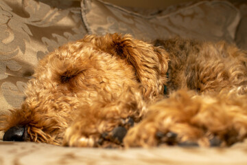 An Airedale terrier sound asleep in tight close up. Selective focus on the dogs closed eye.