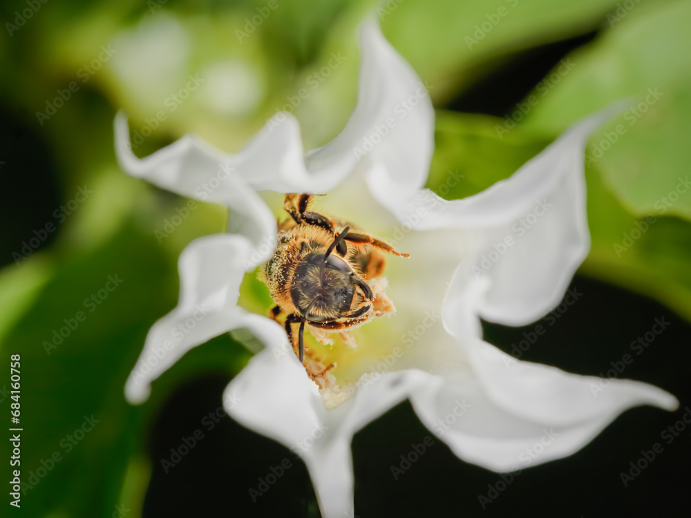 Poster bee inside white flower