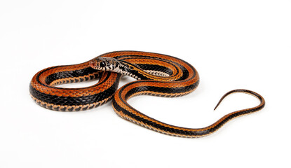Gestreifte Fischnatter, Indonesische Wassernatter // Banded Keelback, Striped Keelback...