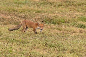 A brown fox eats a mouse on a green meadow