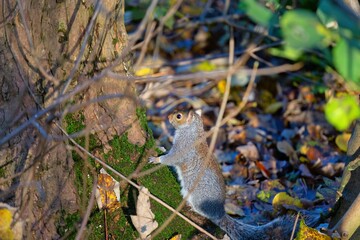 squirrel  in the grass