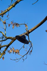 hat on a branch