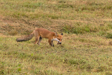 A brown fox eats a mouse on a green meadow